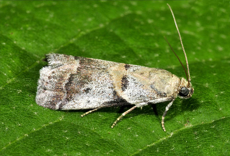 Pyralidae - Acrobasis fallouella (cfr)